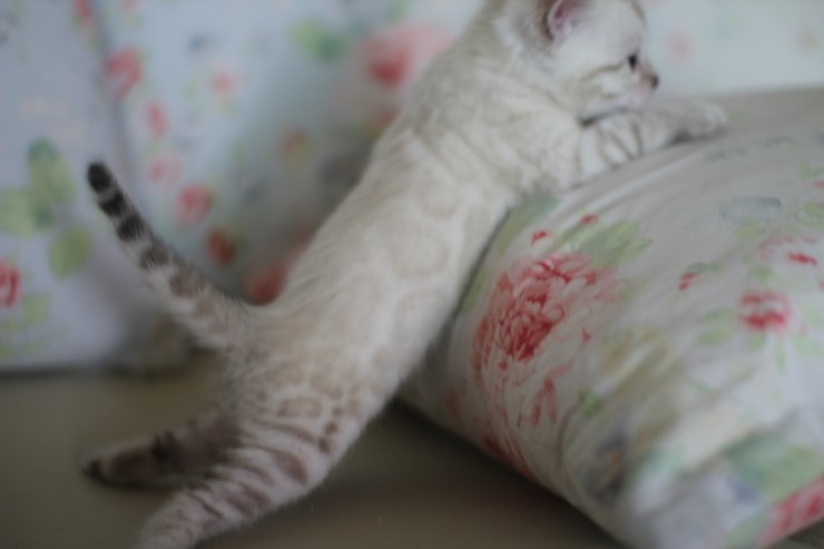 스노우 뱅갈고양이 흰둥이 예약 분양 합니다~ 관련 이미지 17