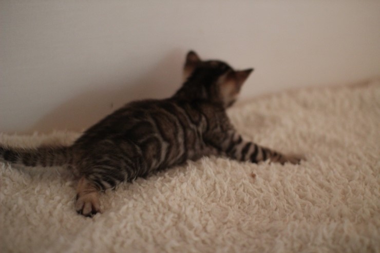 뱅갈고양이 꼬물이에서 꼬맹이 됬어요~ 관련 이미지 4