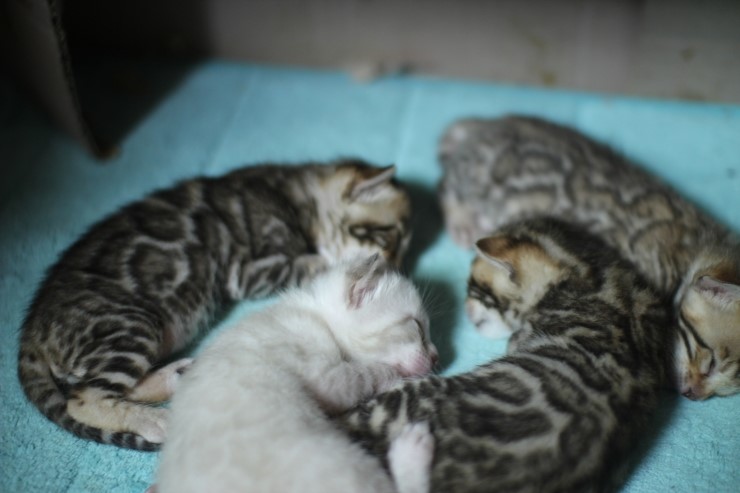 뱅갈고양이 꼬맹이들 잠자는 시간~ 관련 이미지 4