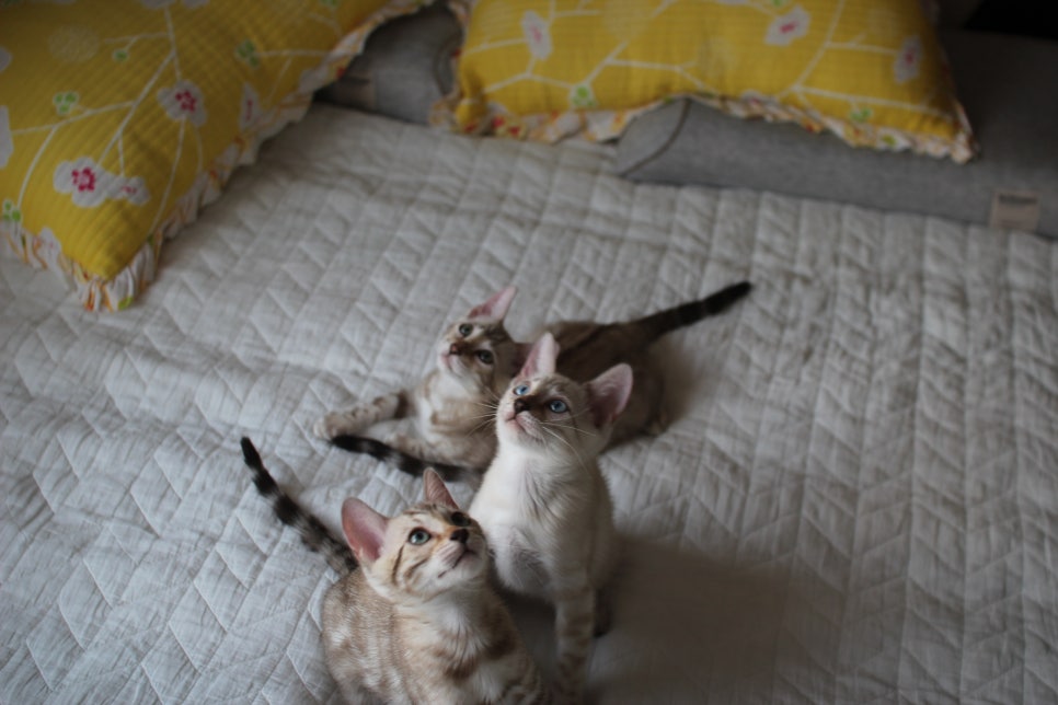 스노우뱅갈고양이 삼총사~ 관련 이미지 7