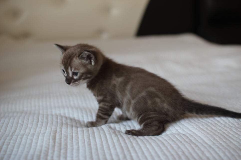 밍크차콜 뱅갈고양이 남아 예약 분양 합니다~ 관련 이미지 6