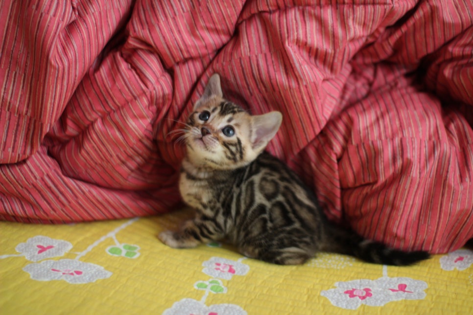 뱅갈고양이 여아 분양중 입니다~ 관련 이미지 6