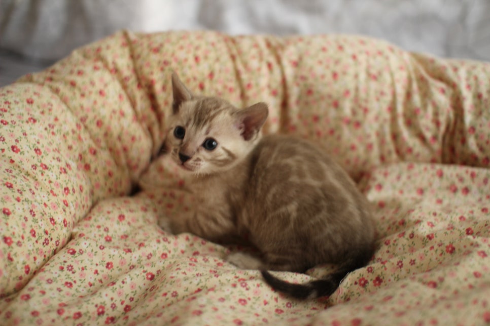 브라운,스노우뱅갈고양이 꼬맹이들 분양합니다~ 관련 이미지 10