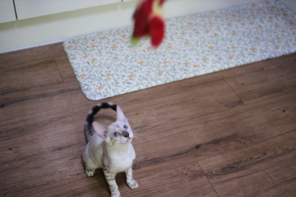 뱅갈고양이분양 요청 사진 입니다~ 관련 이미지 3