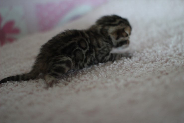 빅로젯 브라운 뱅갈고양이 꼬물이 여아예요 관련 이미지 4