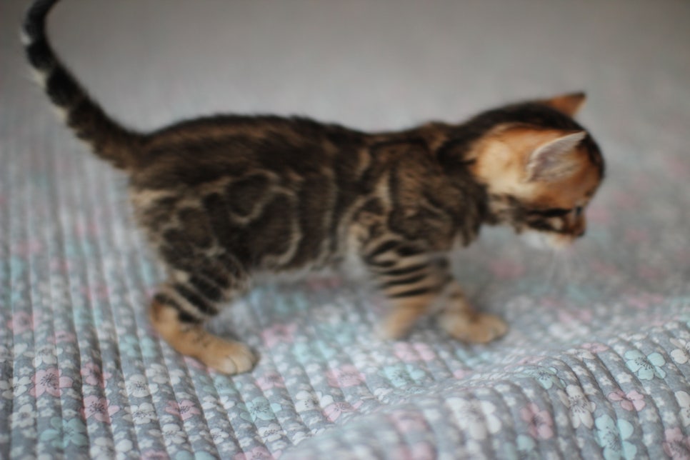 뱅갈고양이분양 동화속에 나오는 아이들! 관련 이미지 17