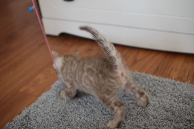 뱅갈고양이 분양 완전히 빠졌네 빠졌어~ 관련 이미지 11