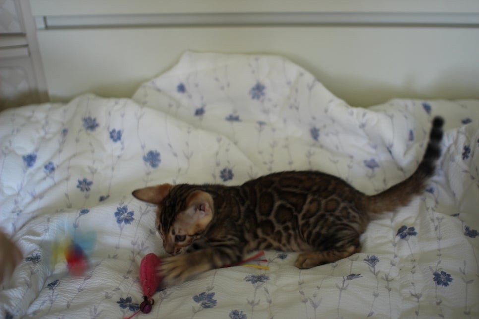 브라운 뱅갈고양이 자매 분양합니다~ 관련 이미지 16