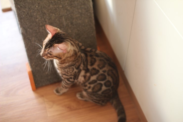 소유캐터리 종묘 뱅갈고양이 남아 영웅이와 레인이예요~ 관련 이미지 6