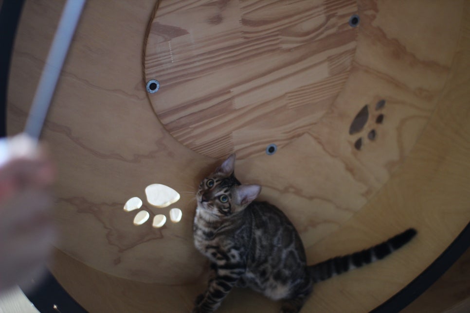 뱅갈고양이분양 너희들 강아지니? 고양이니? ^^ 관련 이미지 14