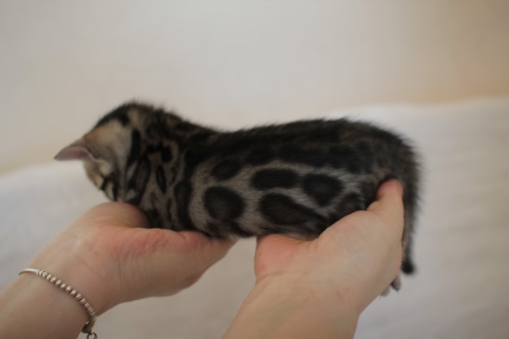 비슷한 패턴에 뱅갈고양이 남매~ 관련 이미지 3