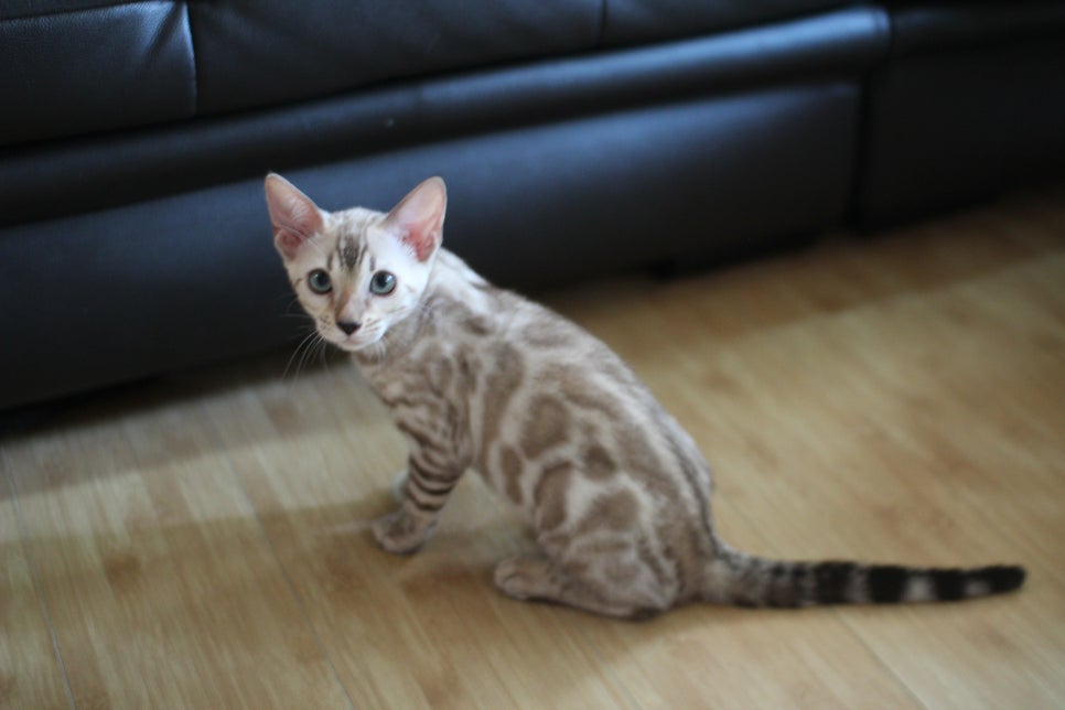 스노우뱅갈고양이 고급스러움을 자아내는 아이들 관련 이미지 4