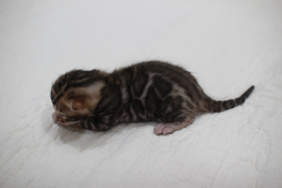 빅로젯이 멋진 뱅갈고양이 꼬맹이 남아예요~ 관련 이미지 1