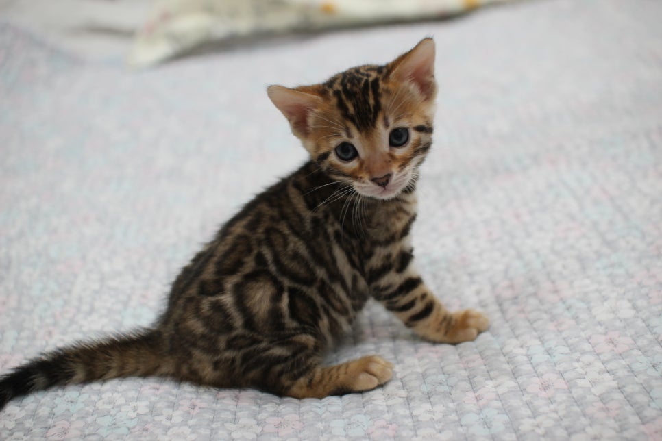 브라운 뱅갈고양이 여아1 분양해요~ 관련 이미지 7