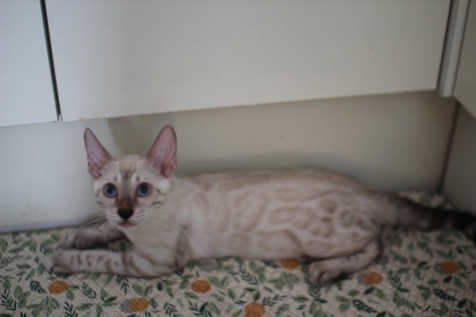 뱅갈고양이분양 진정한 개냥이란 관련 이미지 3