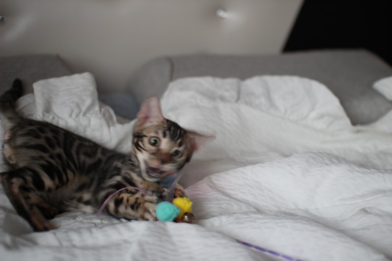 뱅갈고양이분양 반짝반짝 빛나는 모질에 아이들~ 관련 이미지 7