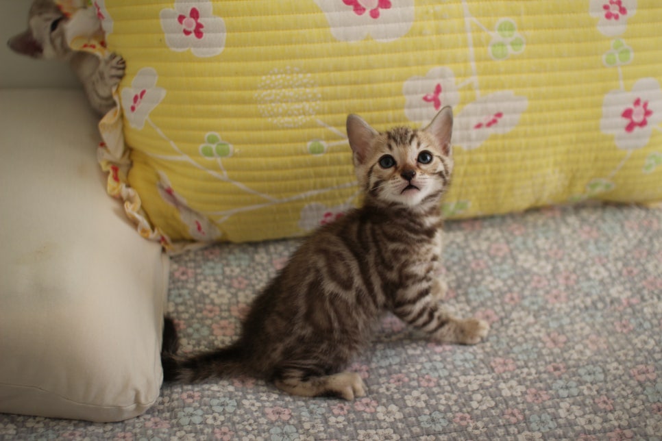 세피아 뱅갈고양이 남아 분양해요~ 관련 이미지 11