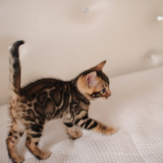 분양중인 뱅갈고양이 장군이 성장 모습~ 관련 이미지 7