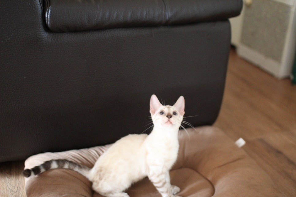 뱅갈고양이분양 너희들 강아지니? 고양이니? ^^ 관련 이미지 3