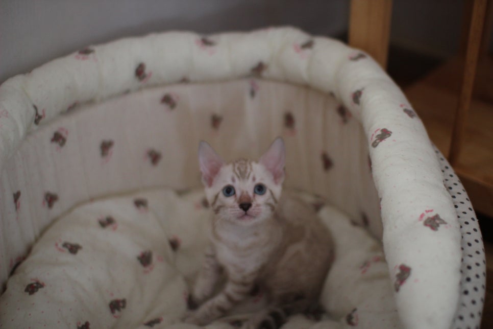 뱅갈고양이분양 요정 같나요? 관련 이미지 9