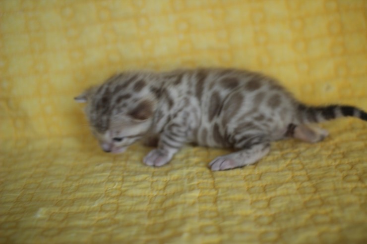 실밍크 스노우뱅갈고양이 분양 천사냥이 4남매 관련 이미지 16