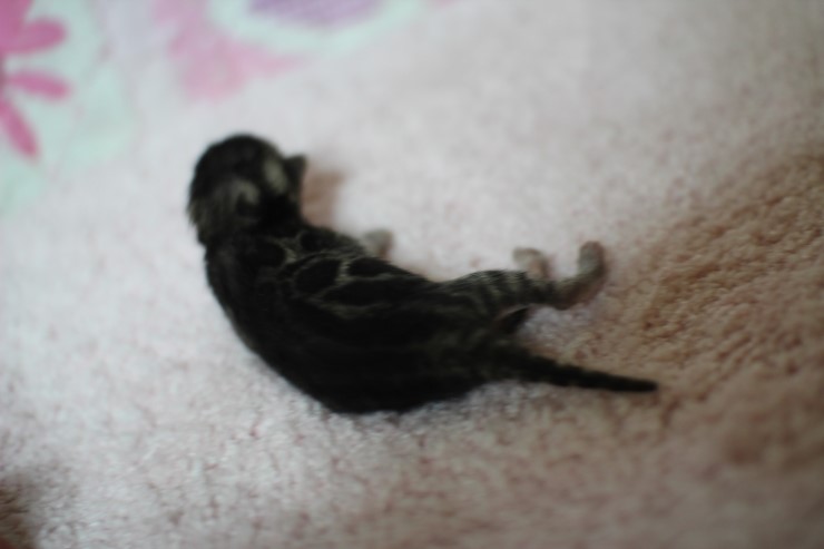 다크실버뱅갈고양이 꼬물이 여아~ 관련 이미지 2