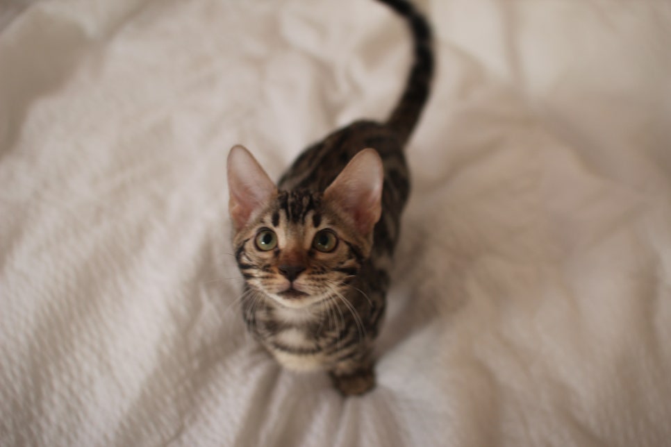 이런 개냥이 뱅갈고양이 보셨나요? 관련 이미지 2