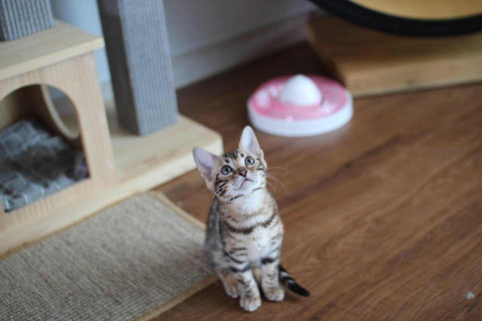 낯가림 없고 성격 최고인 뱅갈고양이 여아 분양해요~ 관련 이미지 1