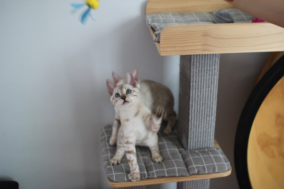 분양중인 스노우뱅갈고양이 남매예요~ 관련 이미지 30