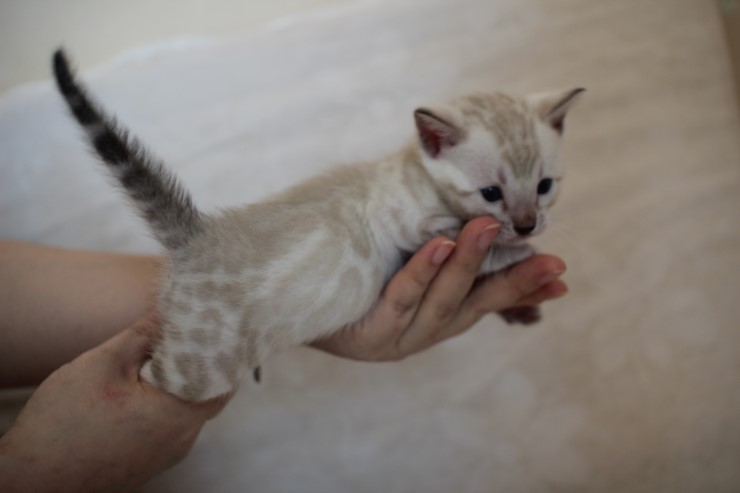 비슷한 패턴에 뱅갈고양이 남매~ 관련 이미지 11