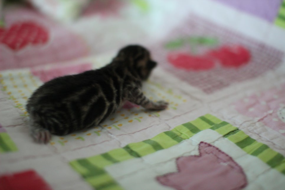 빅클라우드 로젯 브라운 뱅갈고양이 삼형제 입니다~ 관련 이미지 1