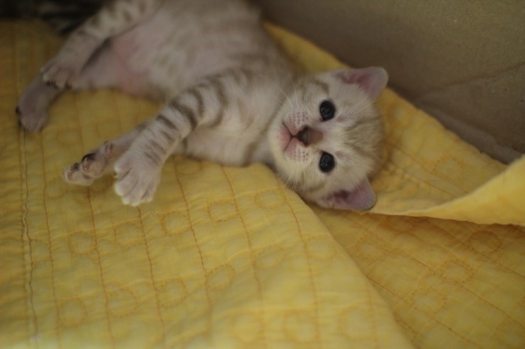 스노우 뱅갈고양이 밍크 키퍼 여아~ 관련 이미지 11