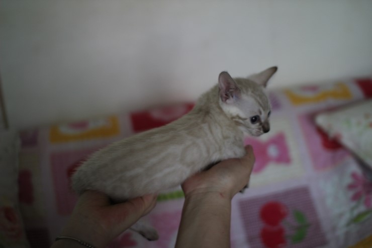 실링스뱅갈고양이 키퍼여아 많이 컸어요 관련 이미지 10