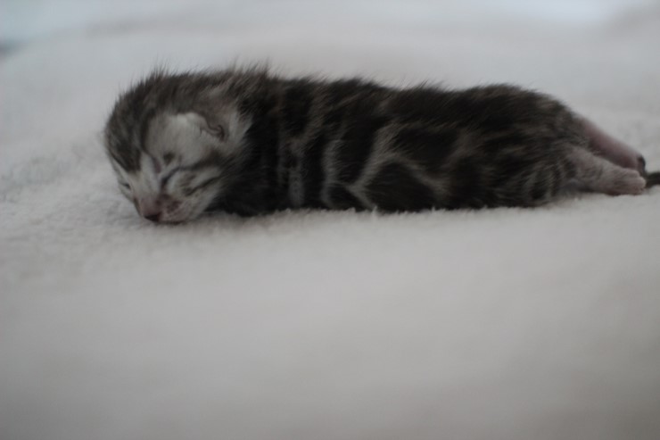 소유뱅갈고양이 캐터리 키튼들 입니다~ 관련 이미지 9