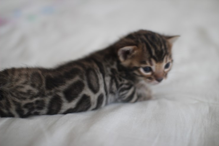 뱅갈고양이 남매 오늘 모습 입니다~ 관련 이미지 12