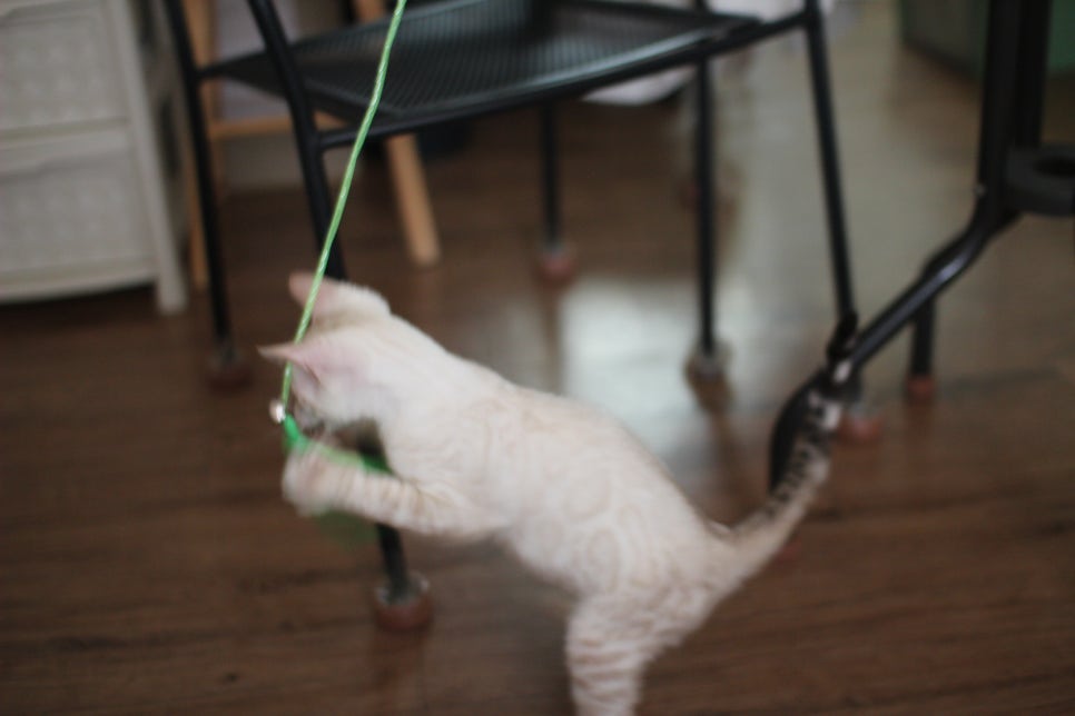 스노우뱅갈고양이 덩치 큰 남아에요~ 관련 이미지 11