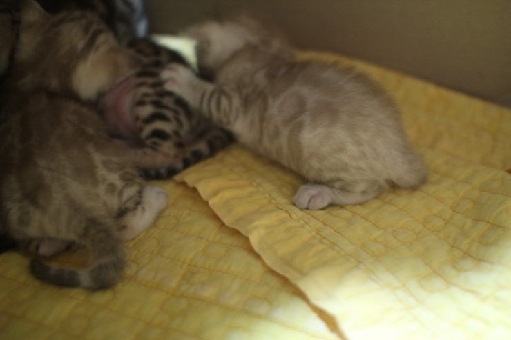 스노우 뱅갈고양이 밍크 키퍼 여아~ 관련 이미지 5