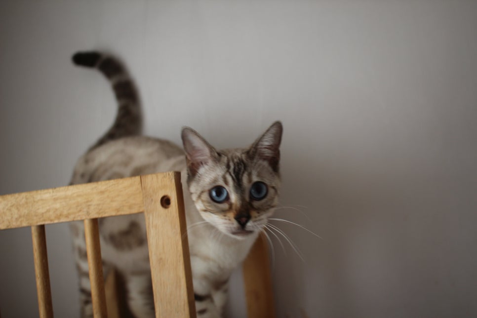 스노우뱅갈고양이 이브~ 관련 이미지 4