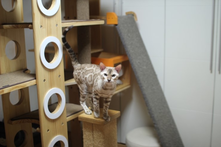 실밍크 뱅갈고양이 영웅이예요~ 관련 이미지 4