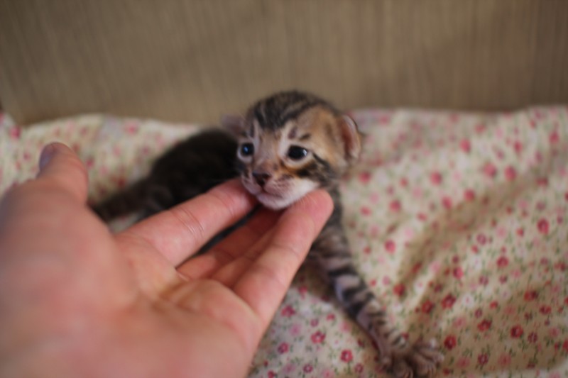 브라운 뱅갈고양이 남아 분양해요~ 관련 이미지 1