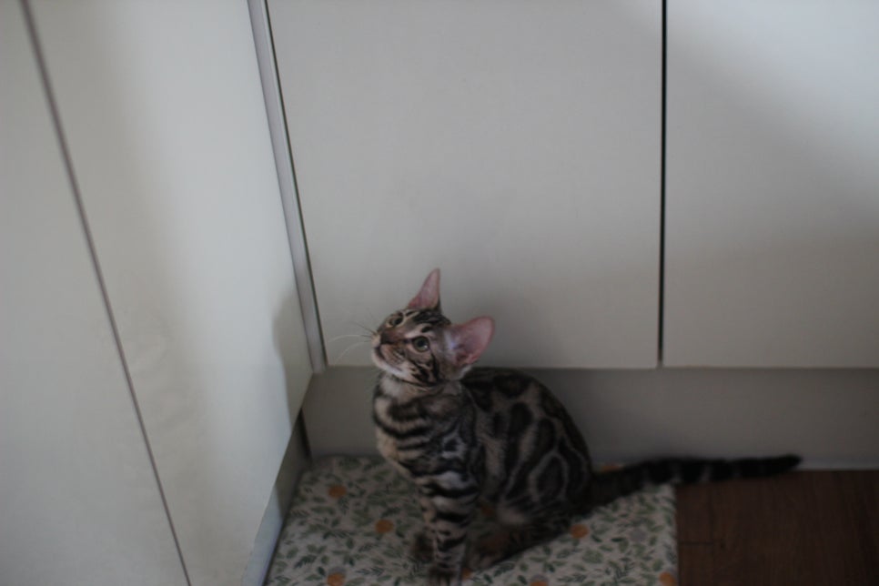 사람을 너무나 좋아하는 강아지 같은 뱅갈고양이 남아 분양해요^^ 관련 이미지 2