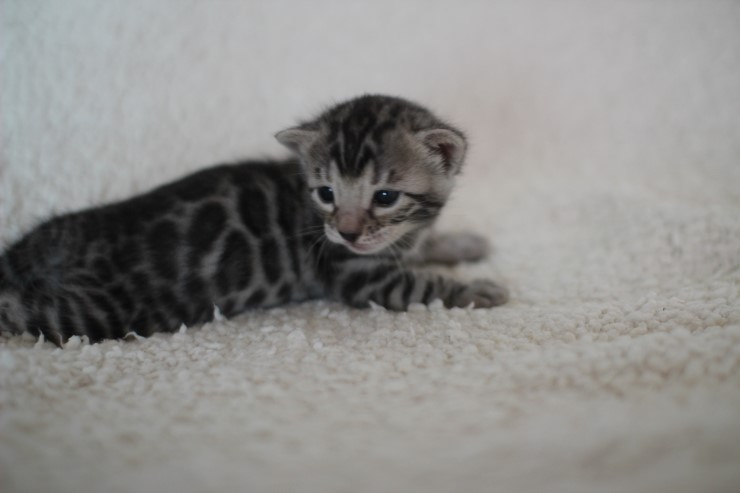 뱅갈고양이 분양 어쩜 이리도 화려할수 있을까 관련 이미지 17