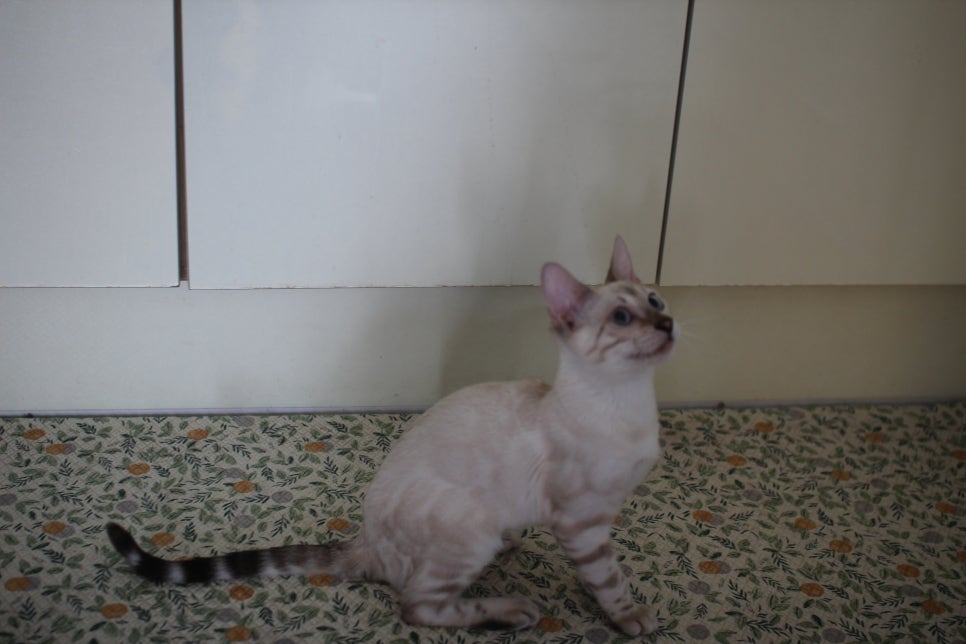 스노우뱅갈고양이 여아 구름이 분양해요~ 관련 이미지 6