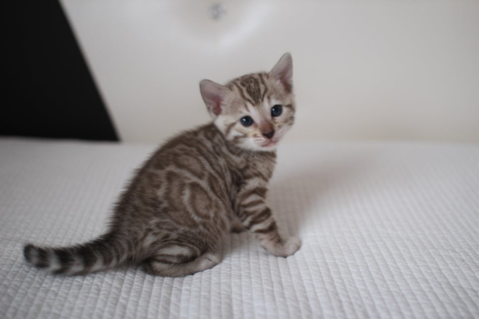 실밍크뱅갈고양이 여아2 예약분양 합니다~ 관련 이미지 5