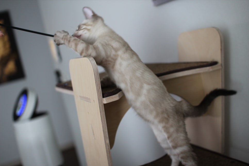 완전 강아지 같은 링스차콜 뱅갈고양이 남아 분양해여~ 관련 이미지 15