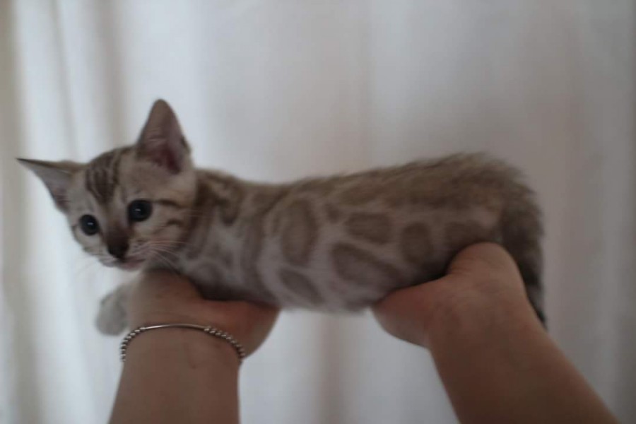 스노우뱅갈고양이 분양 소유캐터리로 오세요! 관련 이미지 2