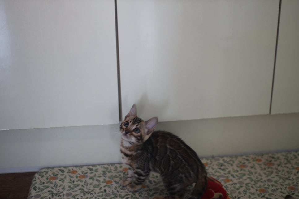 브라운,스노우 뱅갈고양이 여아들 분양해요~ 관련 이미지 3