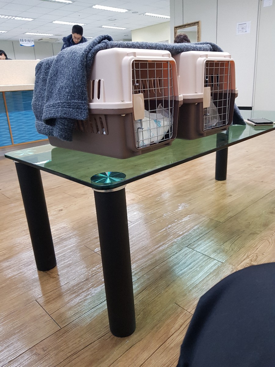 검역소 다녀왔어요 관련 이미지 2