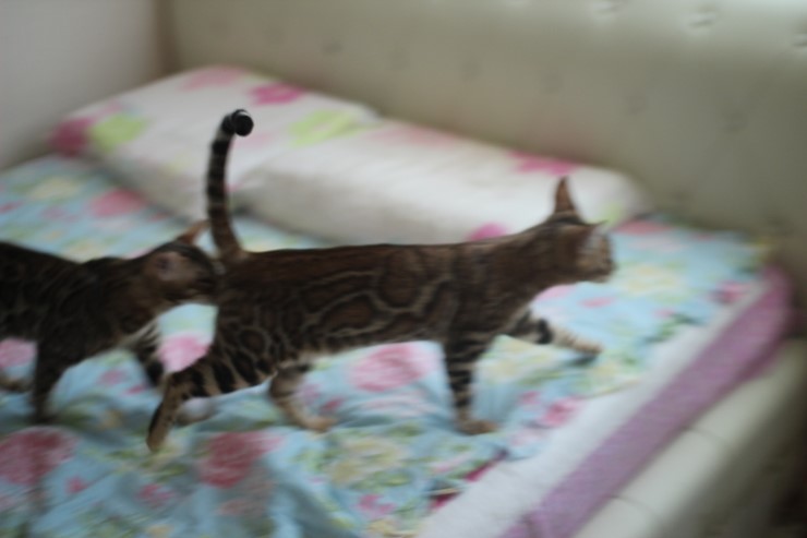 소유캐터리 키퍼 여아 뱅갈고양이 스텔라예요~ 관련 이미지 1