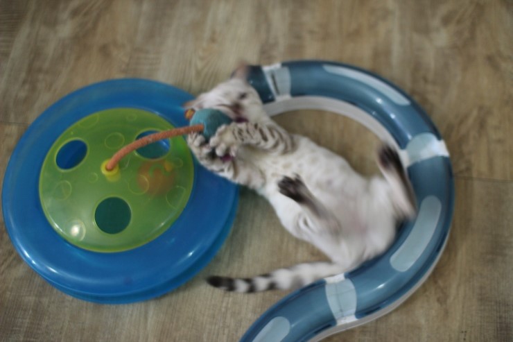 뱅갈고양이,스노우뱅갈고양이, 초아도 장난감에 푹 빠졌습니다~~~ 관련 이미지 9